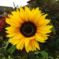 garden sunflower