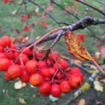 garden rowan berries