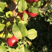 garden apples