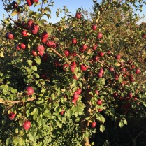 garden apple tree