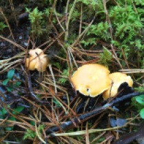 Edible wild mushrooms
