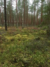 latvian-forest-56
