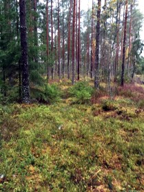 latvian-forest-65