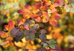 autumn-leaves-1